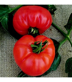 Tomato Super Marmande -untreated seeds