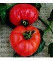 Tomate Super Marmande - graines non traitées