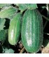 Cucumber carosello scopatizzo - untreated seeds