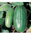 Cucumber carosello scopatizzo - untreated seeds