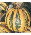 Pumpkin padana - untreated seeds