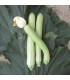 Long white Sicilian courgette - untreated seeds