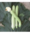 Long white Sicilian courgette - untreated seeds