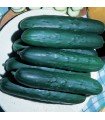 Cucumber "verte long Maraicher" untreated seeds
