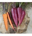 Zanahoria dragón púrpura - semillas no tratadas