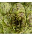 Forellenschuss lettuce - untreated seeds