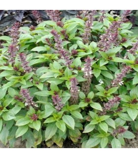 Basil queen of Sheba - untreated seeds