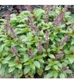 Basil queen of Sheba - untreated seeds