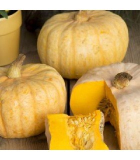Courge beurre australienne - graines non traitées
