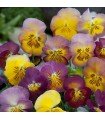 Viola wittrockiana jours floraux rosée du matin - graines non traitées