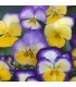 Viola wittrockiana journées florales brise d'été fraîche - graines non traitées