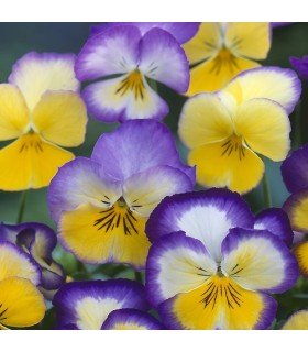 Viola wittrockiana floral days cool summer breeze - untreated seeds