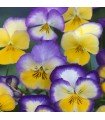 Viola wittrockiana journées florales brise d'été fraîche - graines non traitées