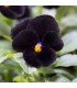 Viola cornuta back to black - semillas no tratadas