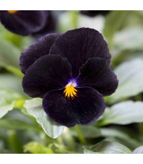 Viola cornuta back to black - untreated seeds