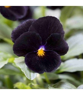 Viola cornuta back to black - untreated seeds