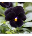 Viola cornuta back to black - graines non traitées