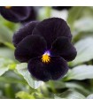 Viola cornuta back to black - untreated seeds