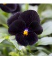 Viola cornuta back to black - semillas no tratadas
