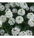 Lobularia Maritima - graines non traitées