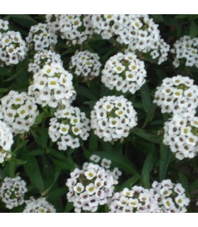 Lobularia Maritima - untreated seeds