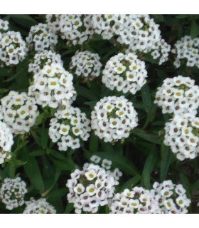 Lobularia Maritima