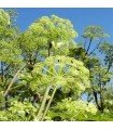 Angelica - Untreated seeds