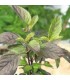 Thai holy basil (o kha prao) - untreated seeds
