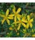 St. John's wort - untreated seeds