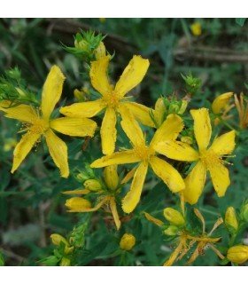 St. John's wort - untreated seeds