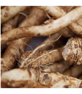 Raifort radish - untreated seeds