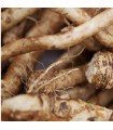 Rabano raifort - semillas sin tratamiento