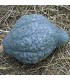 Blue hubbard squash - untreated seeds