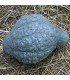 Blue hubbard squash - untreated seeds