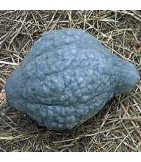 Blue hubbard squash - untreated seeds