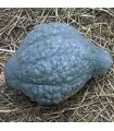 Calabaza blue hubbard - semillas no tratadas