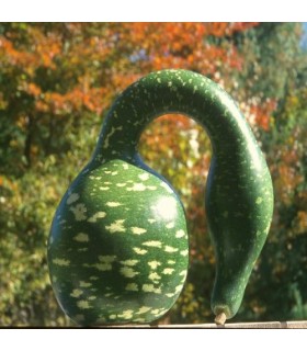 Courge cygne mouchetée - graines non traitées