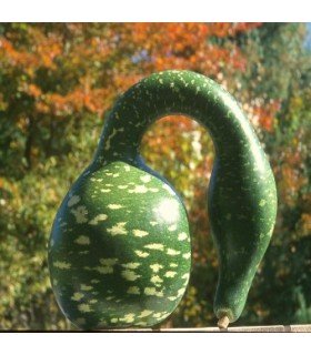 Courge cygne mouchetée - graines non traitées