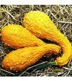 Yellow crookneck squash - untreated seeds
