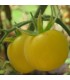 Yellow peach tomato - untreated seeds