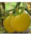 Yellow peach tomato - untreated seeds