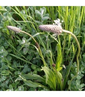 Ribwort plantain (Plantago lanceolata) - untreated seeds