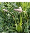 Ribwort plantain (Plantago lanceolata) - untreated seeds