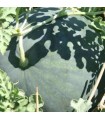 Watermelon from Faenza - untreated seeds