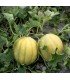 Melon Vieille France - graines non traitées