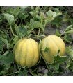 Melon Vieille France - graines non traitées
