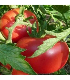 Tomate Micado violettor - graines non traitées