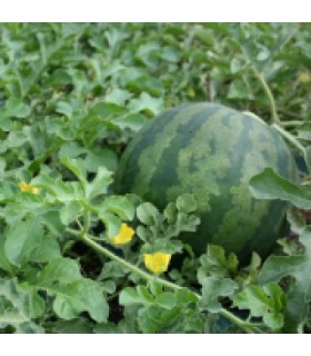 Watermelon A Cofire - untreated seeds