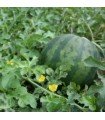 Watermelon A Cofire - untreated seeds