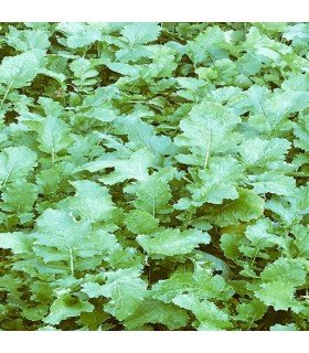 Navet de Santiago - graines non traitées